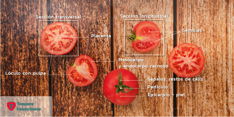 MorfologÃ­a del tomate partes del tomate valenciano